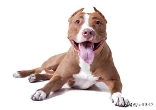 比特斗牛犬:假如把比特犬放大到老虎那么大，放三只，能和老虎抗衡么？