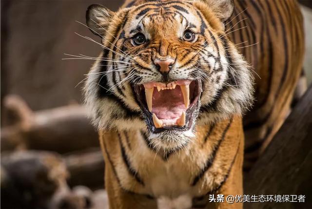 东北虎的资料:东北虎的资料简介介绍 野生老虎和圈养老虎数量是多少？为什么会这样？