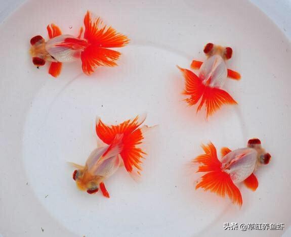 金鱼外寄生虫病:金鱼鳞片有点翘起，是得了寄生虫吗？