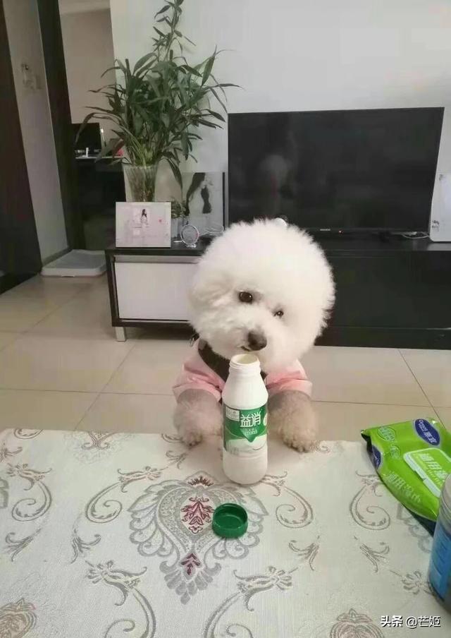 我和我的宠物:你和你的宠物在生活中是如何“相爱相杀”的？