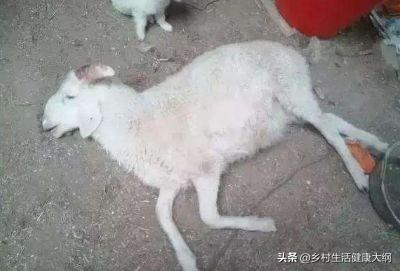 骨软骨病:骨软骨病是什么意思 、小狗得软骨病是什么症状？