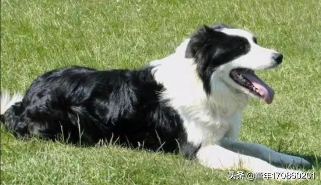 沙皮犬图片:沙皮犬图片及价格 坎伯兰牧羊犬是不是边牧？