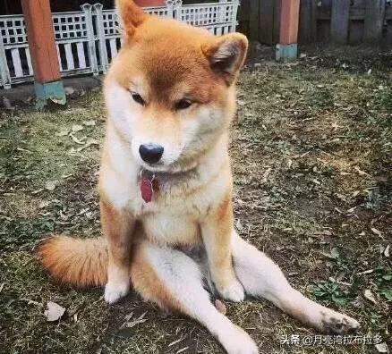 幼犬驱虫要注意什么:狗狗的哪些表现说明它该驱虫了？