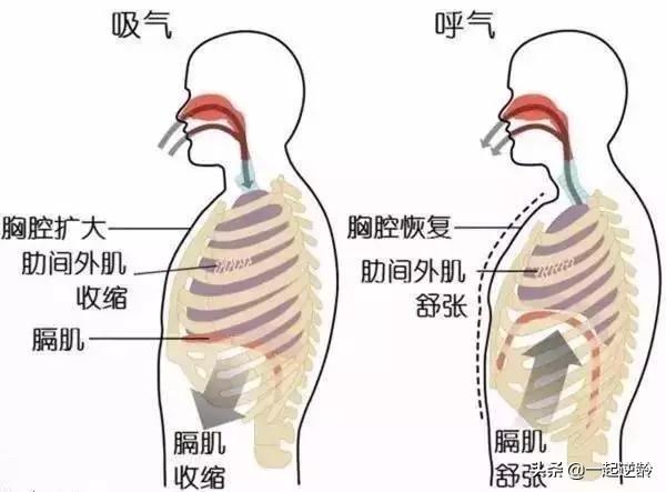怎么练就「腹式呼吸」？它对身体有哪些好处？