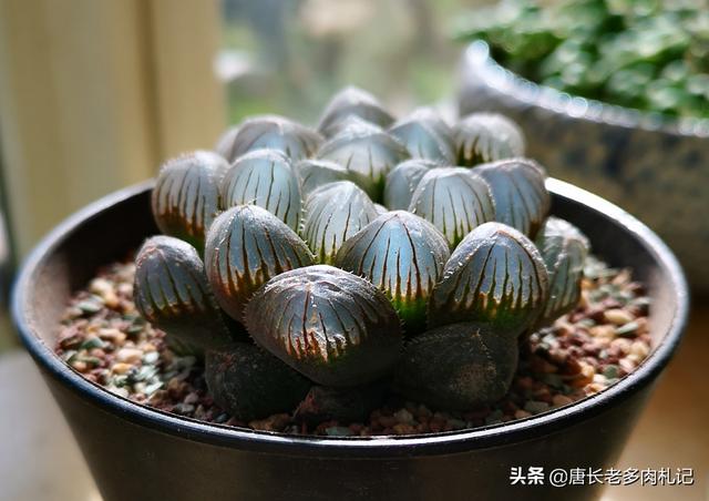 姬玉露和草玉露的区别:玉露叶子上有白色的东西怎么回事？