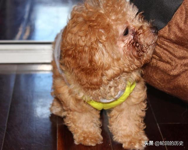 哥顿雪达犬幼犬:如何挑选泰迪幼犬，狗市怎么挑选泰迪犬？