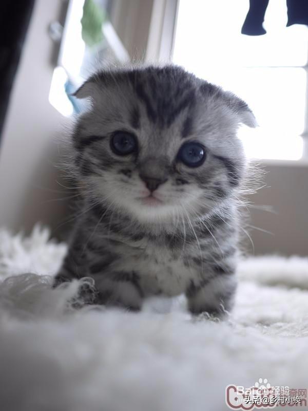 宠物猫品种及价格:宠物猫养殖前景如何，哪个品种好，哪里能买到纯种种猫？ 宠物猫品种及价目表