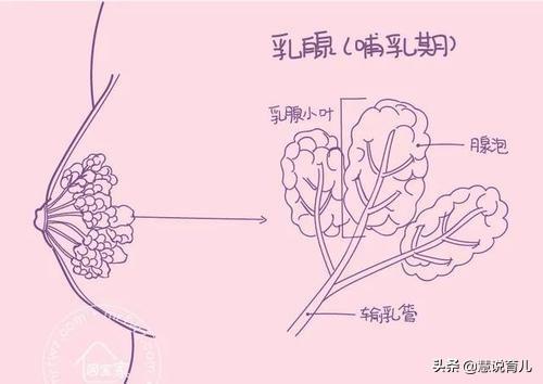 六个月的奶水不足的原因:六个月奶水不足的表现有哪些 六个月婴儿除了母乳其他一律不吃怎么办？