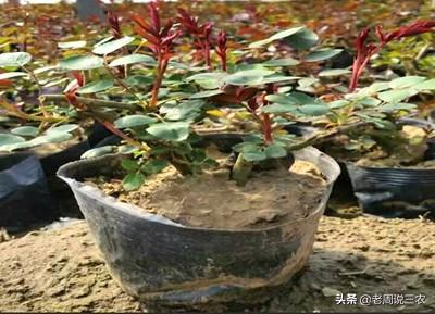月季花的栽培与管理:月季苗一年四季都适合栽种吗？如何养护？