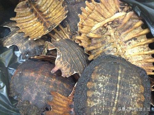 龟板胶的功效与作用:乌龟壳有什么作用和功效？