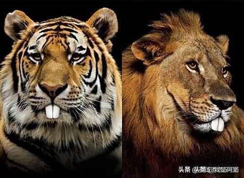 百兽之王到底是狮子还是老虎？