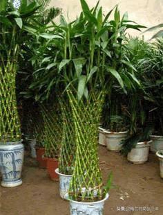 富贵竹的种植方法及注意事项:土培养殖富贵竹要注意些什么？