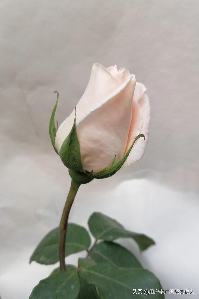 最香的几款月季品种是什么？插图50