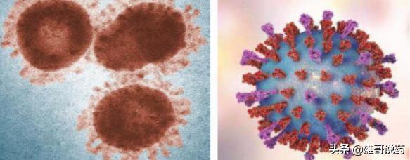 究竟什么是新型冠状病毒？