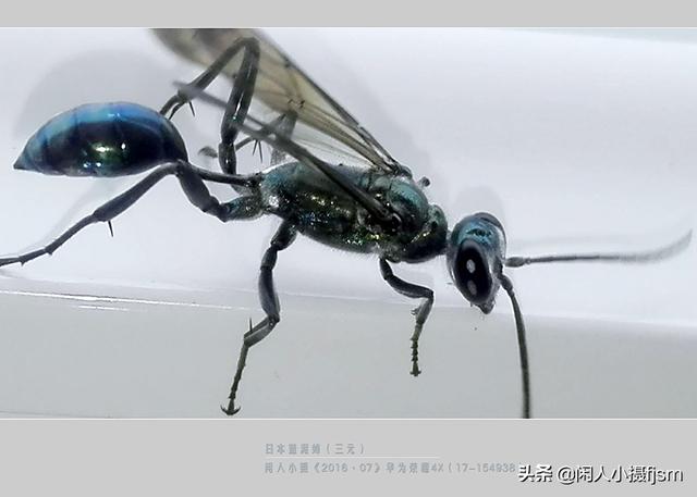 姬鸮的图片:在房间里发现有翅膀、会飞行的胸腹明显“脱节”的虫子，有害吗？