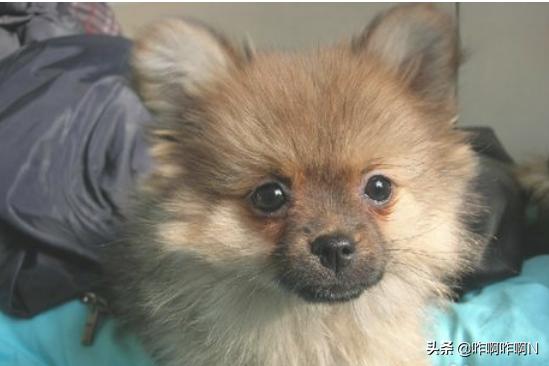 博美犬美容:博美犬怎么样，养好博美犬的饲养方法？