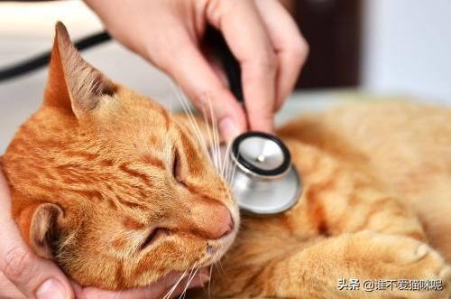 猫市长康复了吗:猫厌食怎么办，要不要给它吃益生菌啊？