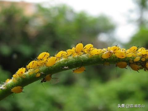 蚜虫怎么防治:用什么农药防治蚜虫效果比较好？