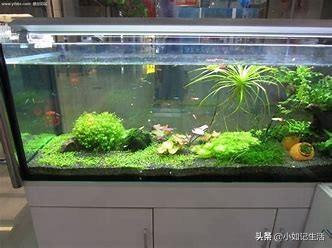 家用大鱼缸养鱼知识:家庭小鱼缸新手养鱼知识 家里鱼缸养鱼应该注意哪些？