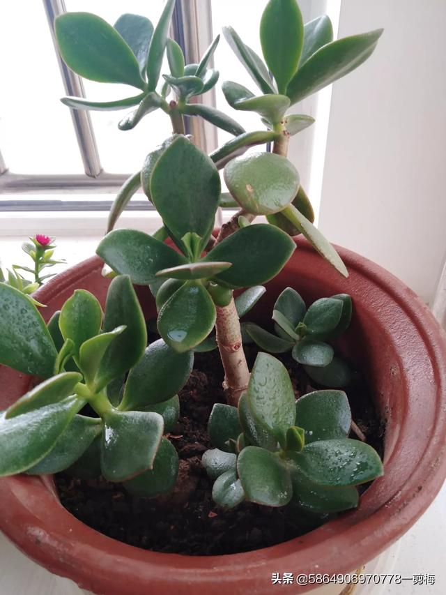 玉树养成盆景的几个技巧，为什么有人养在室内就容易挂掉呢？插图16