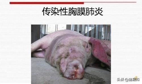 什么病能突然死亡:大猪拉绿色粪便并突然死亡是什么病？