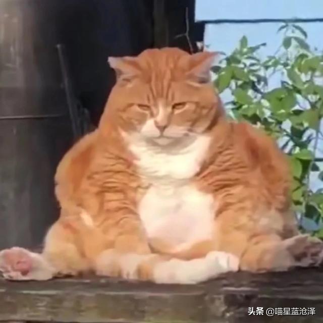 短尾猫能不能养:短毛猫要怎么养？因为我是第一次养猫，所以不是很清楚？