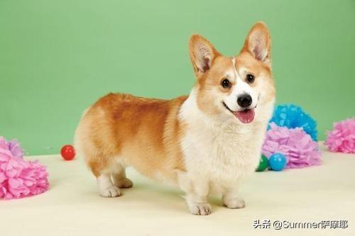 萌狗图片:法斗、腊肠犬、柯基犬，你更喜欢谁？为什么？
