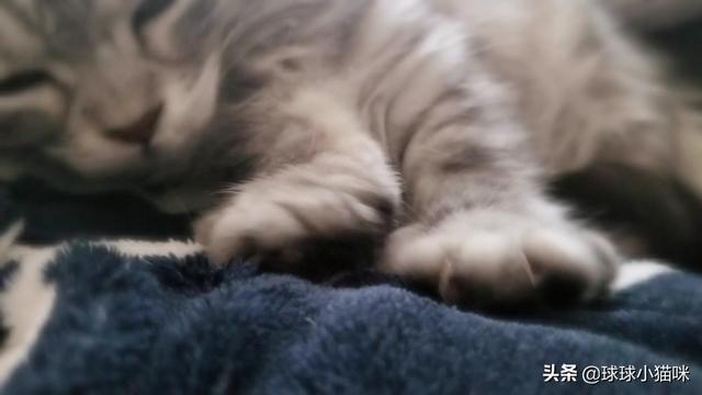 猫咪帮你踩奶是什么意思:猫咪在你身上踩奶是什么意思 猫踩奶是什么意思，猫踩奶要注意什么？