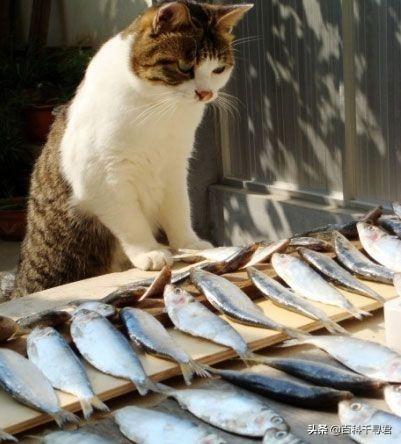 薮猫 口头禅:所有猫科动物都喜欢吃鱼吗？有何依据？