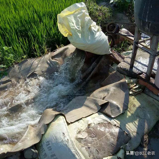 秋田蕗种植条件:种植水稻，影响分蘖的因素有哪些？该如何提高分蘖率？