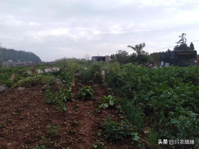 如果有五十万，你会选择县城买房？还是农村盖房？插图4