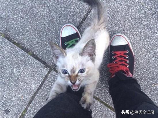 流浪猫救主人:流浪猫在门外，不肯离开，怎么办？