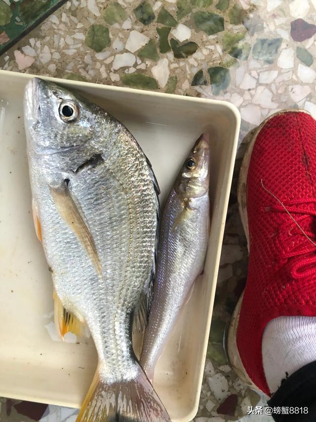 抓到蓝环章鱼的楼主:嫖娼没被当场抓到，事后可以用转账记录来定罪吗？