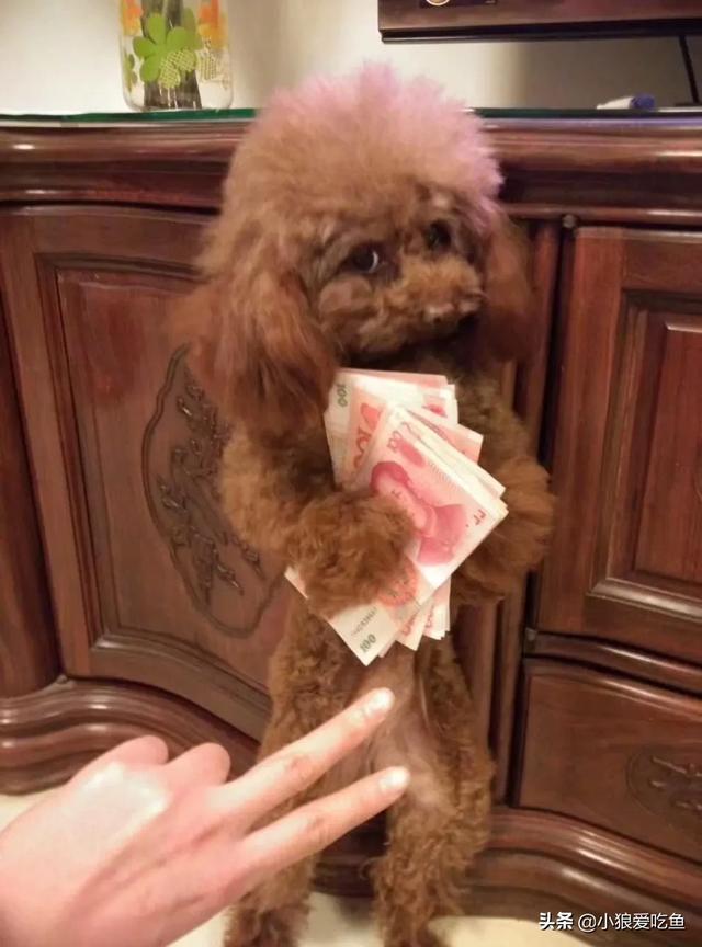 女子网上重金寻狗:如果你家的狗狗不见了，你会怎么办？