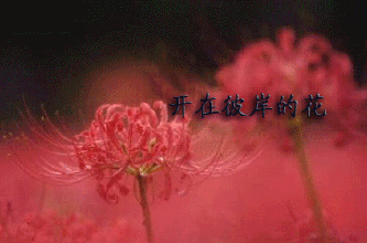 上联:花开彼岸本无岸,如何对下联?