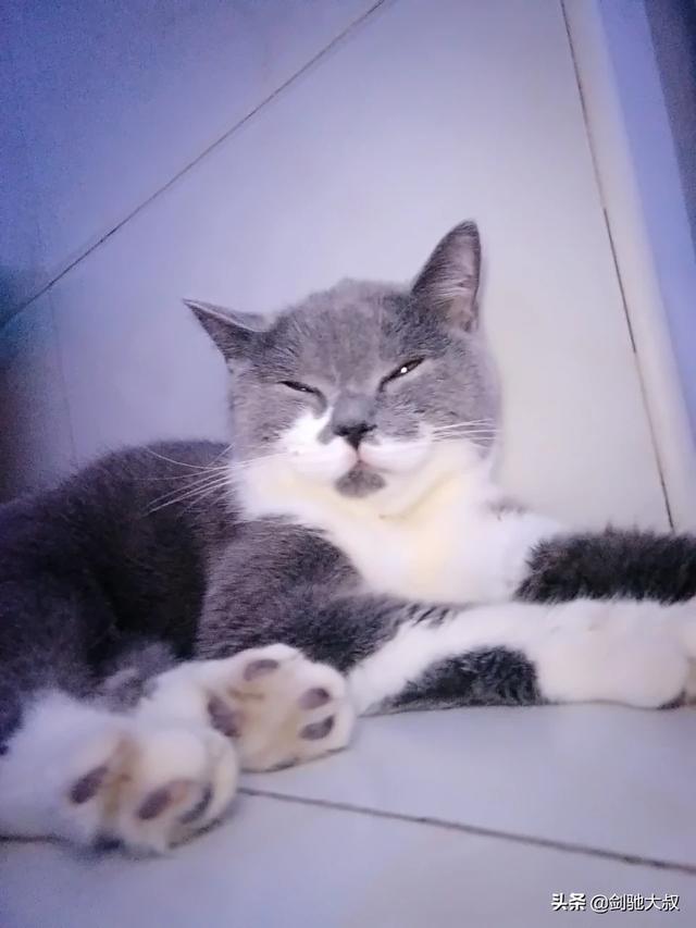 荒野盛宴:猫咪除了猫粮，连鱼和其他肉食、蛋类都不吃，如何增加营养？