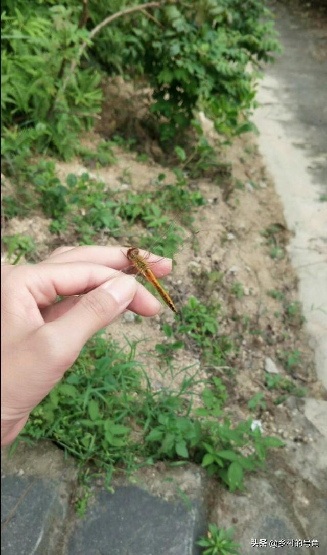 蜻蜓幼虫多少钱一斤:农村有许多蜻蜓，有人吃过吗？好吃吗？