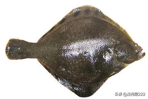 成年黑白关刀海水鱼:大家有没有觉得神像鱼长得很美？