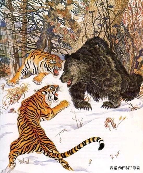 棕熊的战斗力怎么样，为什么说棕熊任何猫科都打不过它？