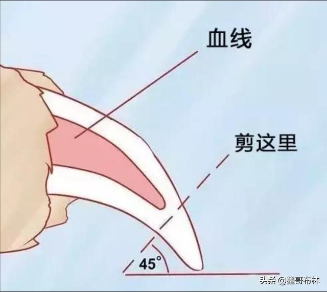 狗指甲套:狗狗指甲太长又不肯让别人帮它剪掉，请问有何办法？