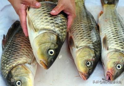 锦鲤鱼吃什么最好:锦鲤适合吃金鱼的饲料吗？