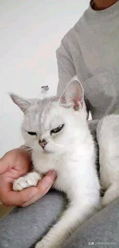 养猫记 angelo 番外:铲屎官长时间外出，该如何安置好家中的喵主子？