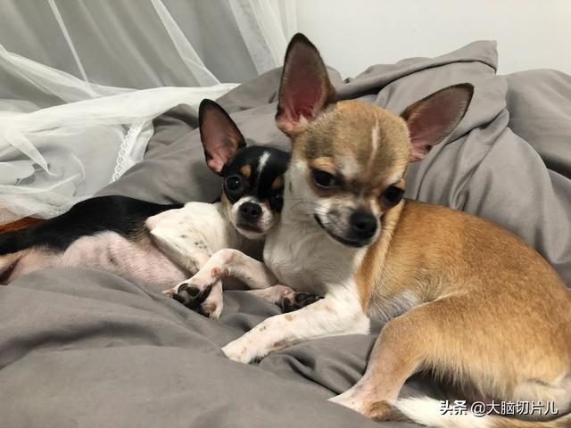 狗和骨头 14关:和狗狗分开后，狗狗真的会想念自己的主人吗？