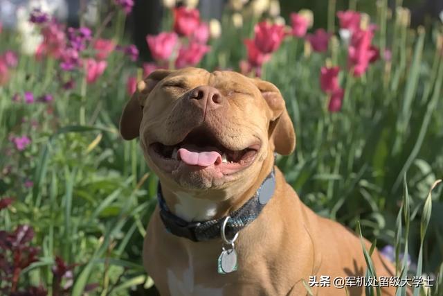 北美负鼠打斗:两只比特犬能打赢一只花豹吗？