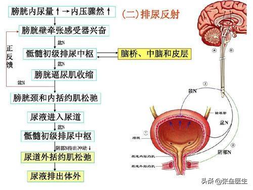 为啥一喝水就想尿尿，一喝水就有尿的人和喝水多没尿的人，哪个更健康？