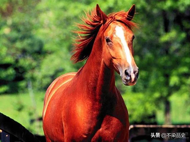 大名鼎鼎的汗血宝马,日行千里,为何却在历史上消失了？
