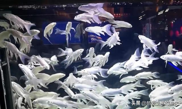 鱼缸加热棒费电:鱼缸用24小时开着水泵吗？如果每天停3小时有影响吗？