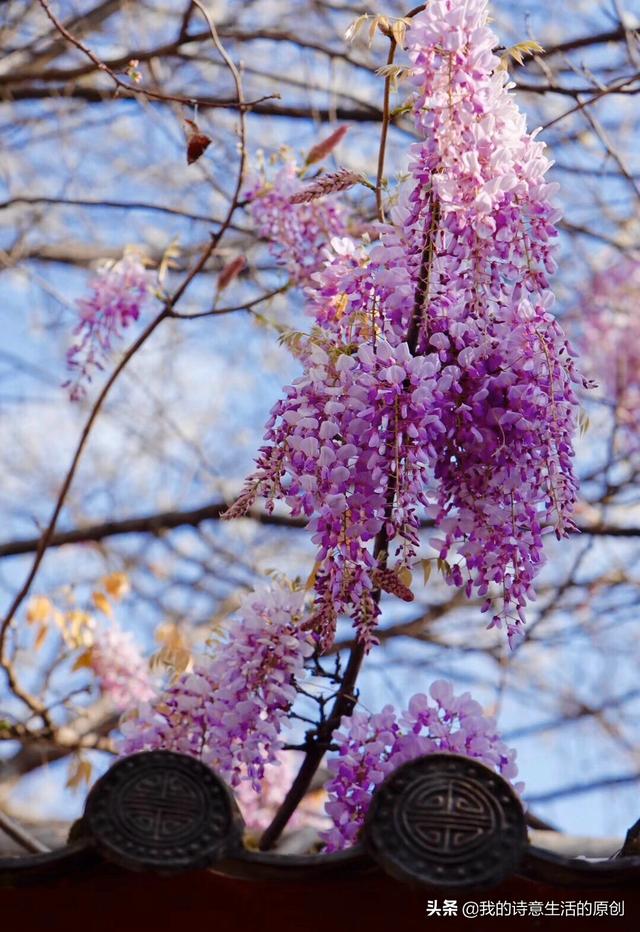 头条问答 紫藤花紫藤树几年开花 花农老贾的回答 0赞