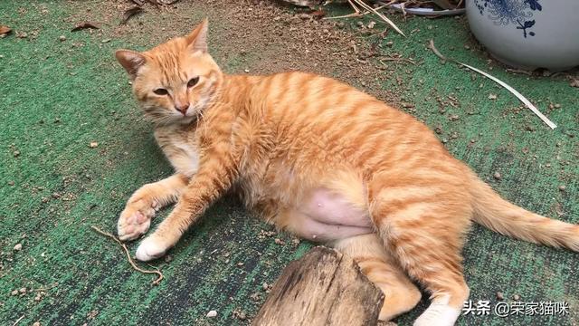 江阴橘猫吧:养一只橘猫具体是一种怎样的体验？