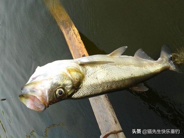 一度藏獒笼:藏獒在没有被炒作之前，是一种什么样的存在？为什么？